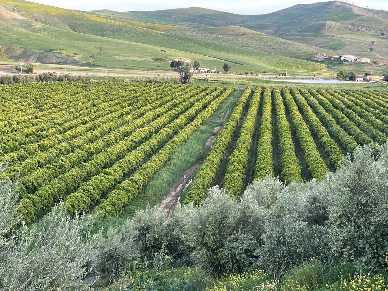 Fields around Chami Domaines