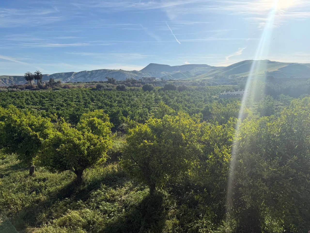 Orchard and surrounding hills