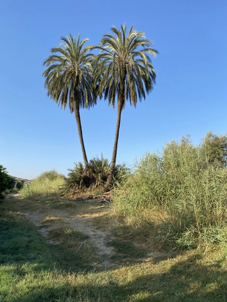 Palms near Chami Domaines